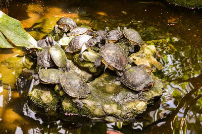 Choosing the Best Water Bowl for Turtles - Talis Us