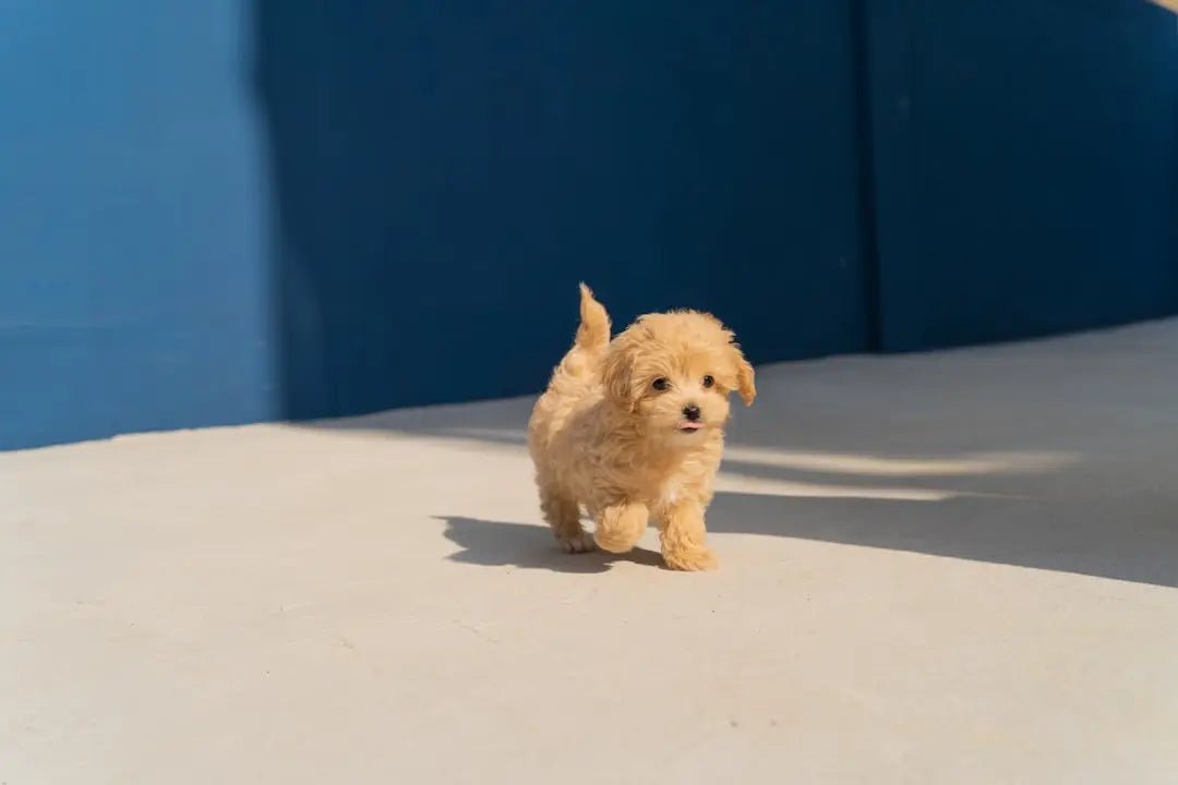 Choosing the Best Weight Control Dog Food - Talis Us