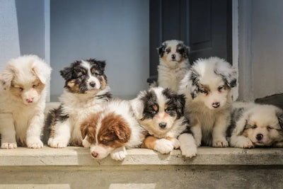 Choosing the Best Wet Dog Food for Puppies - Talis Us