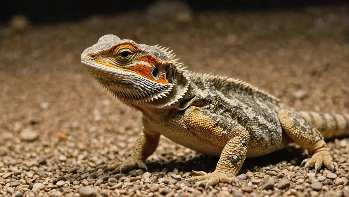 Choosing the Ideal Substrate for Bearded Dragons - Talis Us