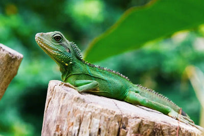 Choosing the Right Heat Bulb for Reptiles: A Complete Guide - Talis Us
