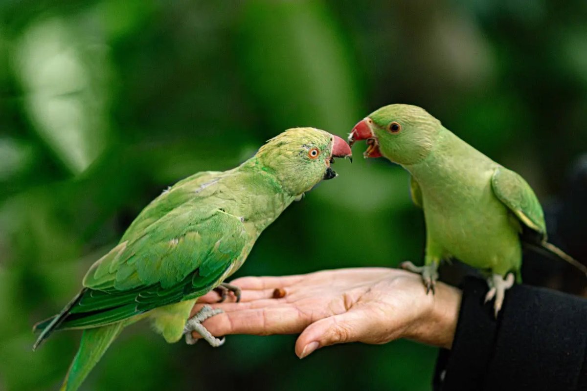 Choosing the Right Lighting for Your Bird Cage: Arcadia vs Reptile Systems - Talis Us