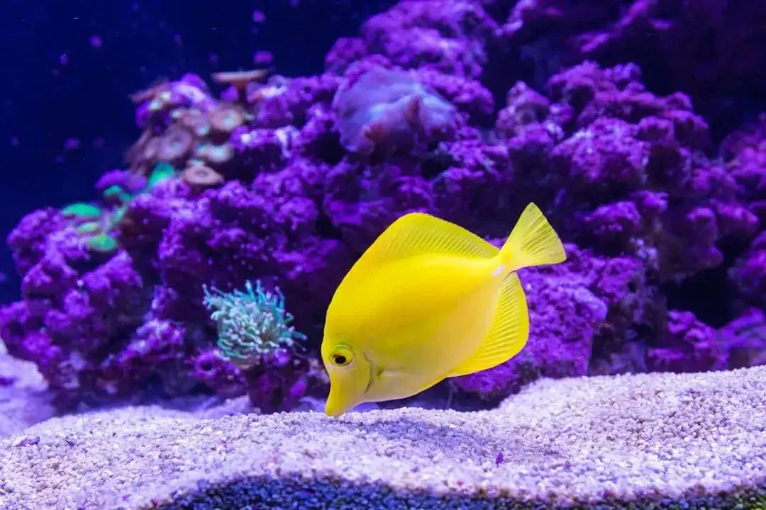 Common Issues With Fish Tank Filters and Solutions - Talis Us