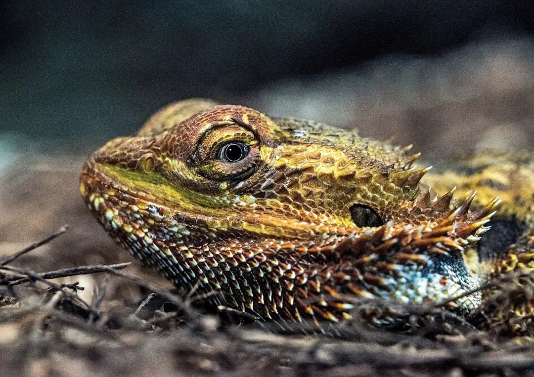 Compare Different Types of Reptile Heat Lamps for Your Pets - Talis Us