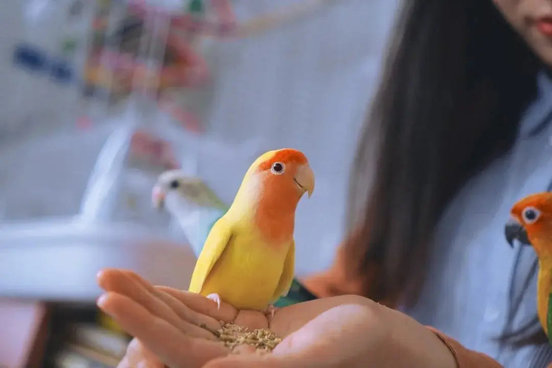 Comprehensive Guide to Bird Toys Safety Testing Standards - Talis Us