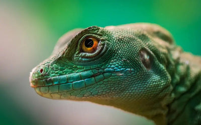 Create a Perfect Habitat for Your Reptile with Zilla Micro Reptile and Amphibian Habitats Arboreal - Talis Us