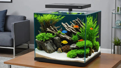 Create a Stunning Rimless Cube Aquarium with the Aqueon Tank - Talis Us