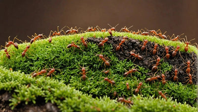 Create an Ant Paradise with the Best Ant Arenas - Talis Us