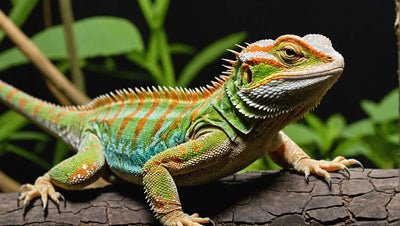 Creating a Bearded Dragon Habitat Similar to Their Natural Environment - Talis Us