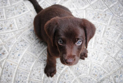Creating a Loving Home for Puppies - Talis Us