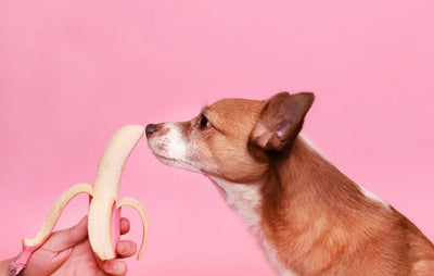 Creating Custom Fresh Dog Food Meal Plans - Talis Us