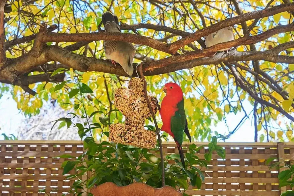 Creating the Perfect Outdoor Bird Aviary - Talis Us