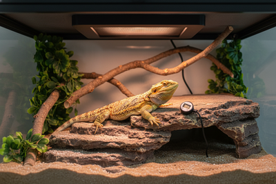 Bearded dragon basking under reptile heat panels in a well-equipped terrarium for optimal warmth
