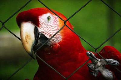 Creating the Perfect Large Outdoor Aviary - Talis Us