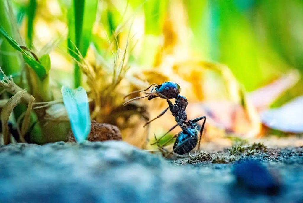 Creative Ant Cube Decor Ideas to Elevate Your Space - Talis Us