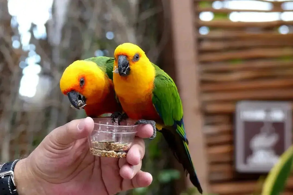 Creative Cocktails Inspired by Bird Species - Talis Us