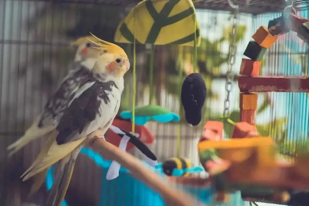 Creative DIY Bird Toys for Your Feathered Friends - Talis Us