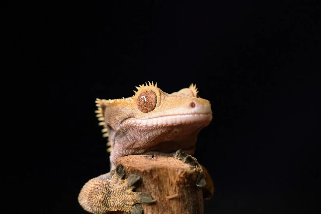 Crested Gecko Health Problems You Should Know - Talis Us