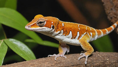 Crested Geckos: Keeping Two in One Tank - Talis Us