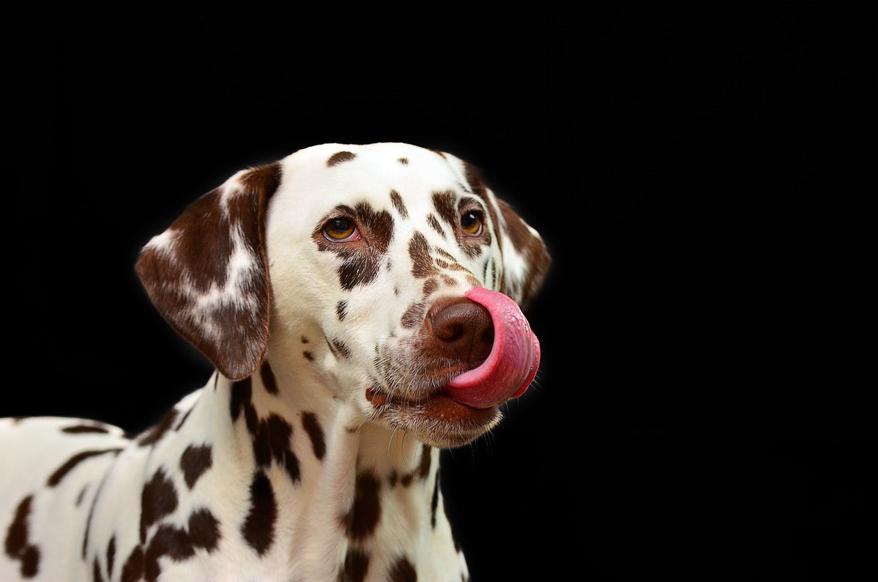 The Top 5 Best Dog Food Brands: Which One is Right for Your Furry Friend?