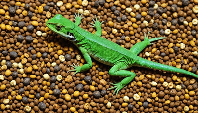 Delicious and Nutritious Lizard Food for Your Reptile Companion - Talis Us