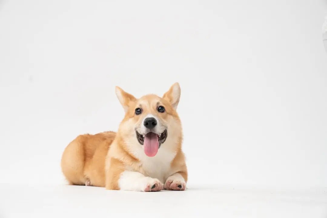 Delicious Dog Cakes: Local Options Available - Talis Us