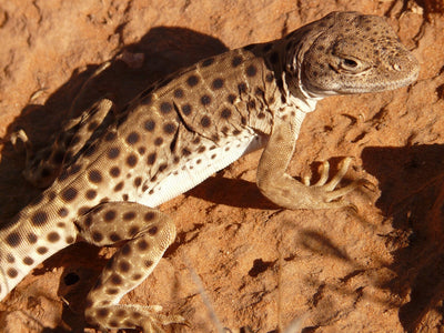 Heated Lamp for Reptiles