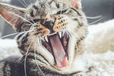 Discover Nutritious Ingredients for Healthier Cat Treats - Talis Us