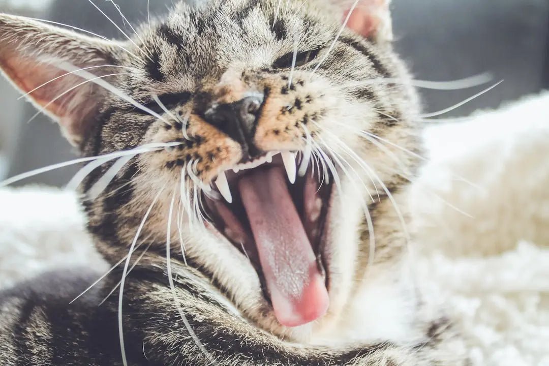 Discover Nutritious Ingredients for Healthier Cat Treats - Talis Us