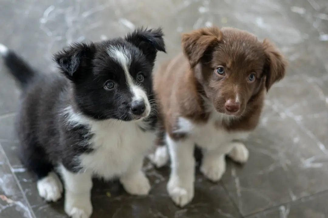 Discover the Best Materials for Chew Toys for Your Dog - Talis Us