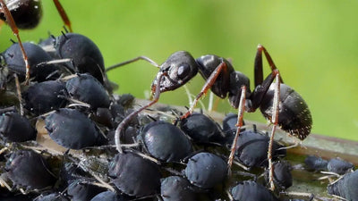 Discovering the World Inside an Ant Nest - Talis Us