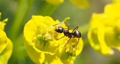DIY Ant Farms: Step-by-Step Guide to Creating an Enclosed Habitat for Your Ants - Talis Us
