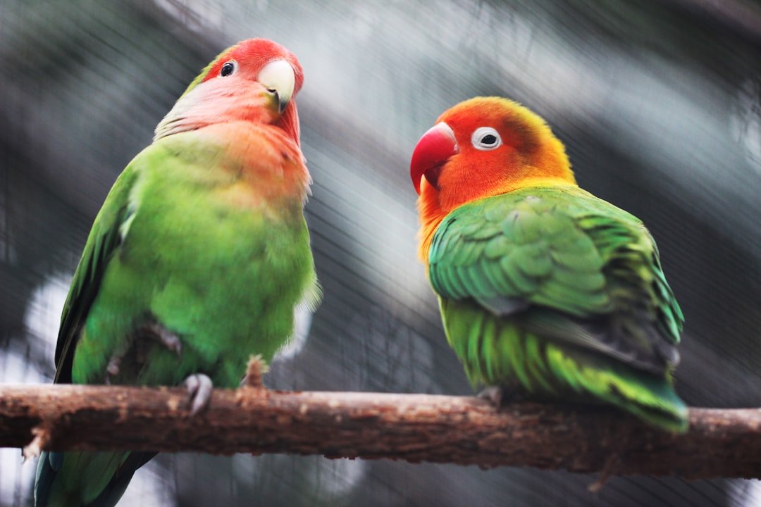 DIY Interactive Bird Toys for Engaging Parrots - Talis Us