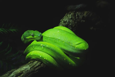 Does zilla make good products for reptiles - Talis Us