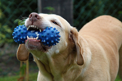 The Indestructible Dog Ball: A Toy That Will Last for Years!