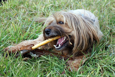 Give Your Pup a Treat They'll Love: Ostrich Treats for Dogs