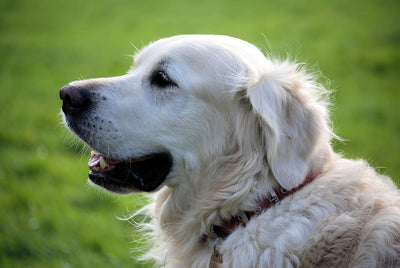 The Best Pet Supplies for Senior Dogs – A Comprehensive Guide