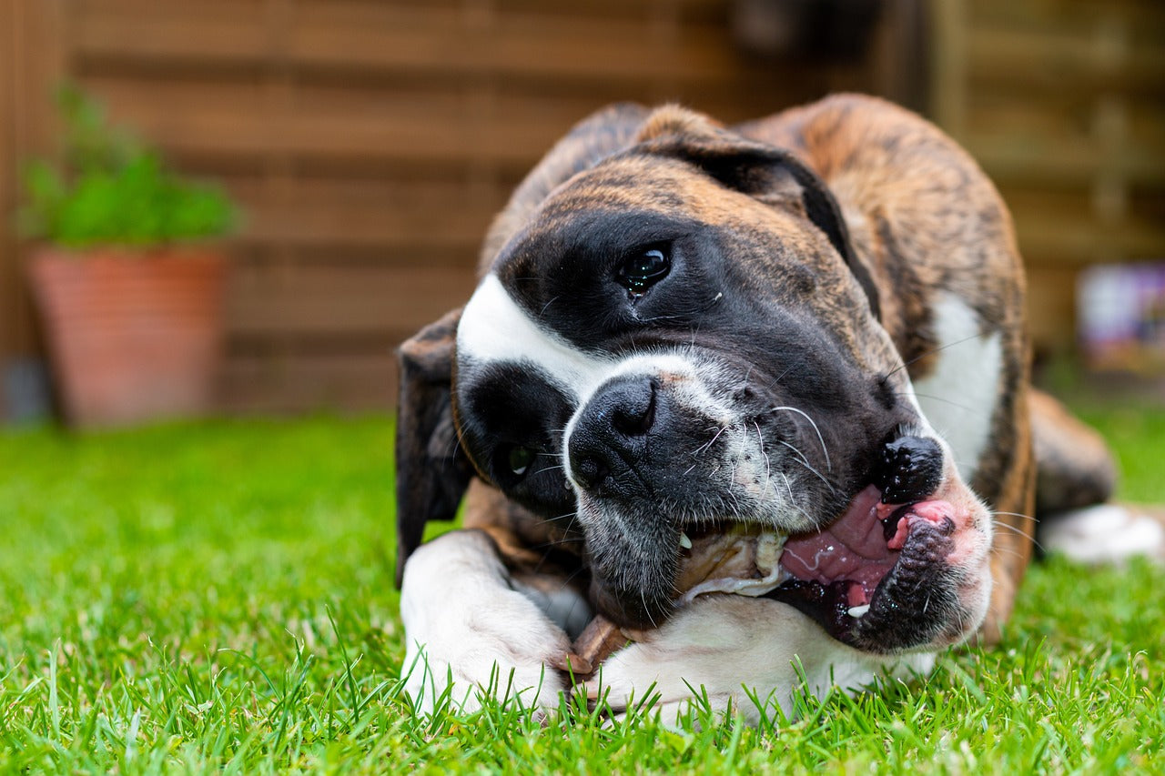 The Ultimate Guide to Choosing the Right Dog Treats for Your Furry Friend