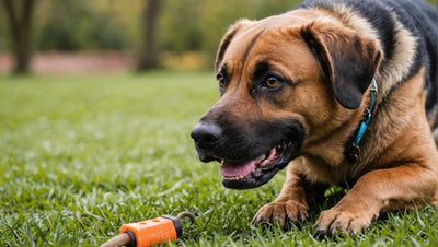 Dog Chew Toys: The Best Options for Your Furry Friend - Talis Us