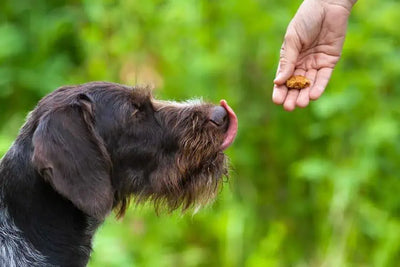 Hypoallergenic Dog Treats