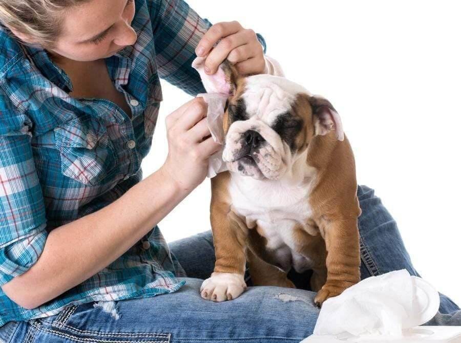 Dog Grooming: Caring For the Ears