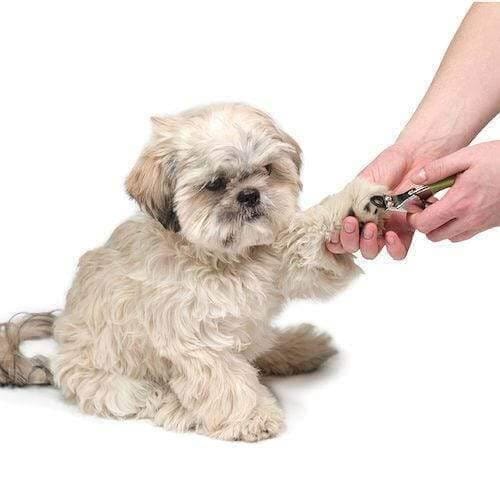 Dog Grooming: Clipping the Nails