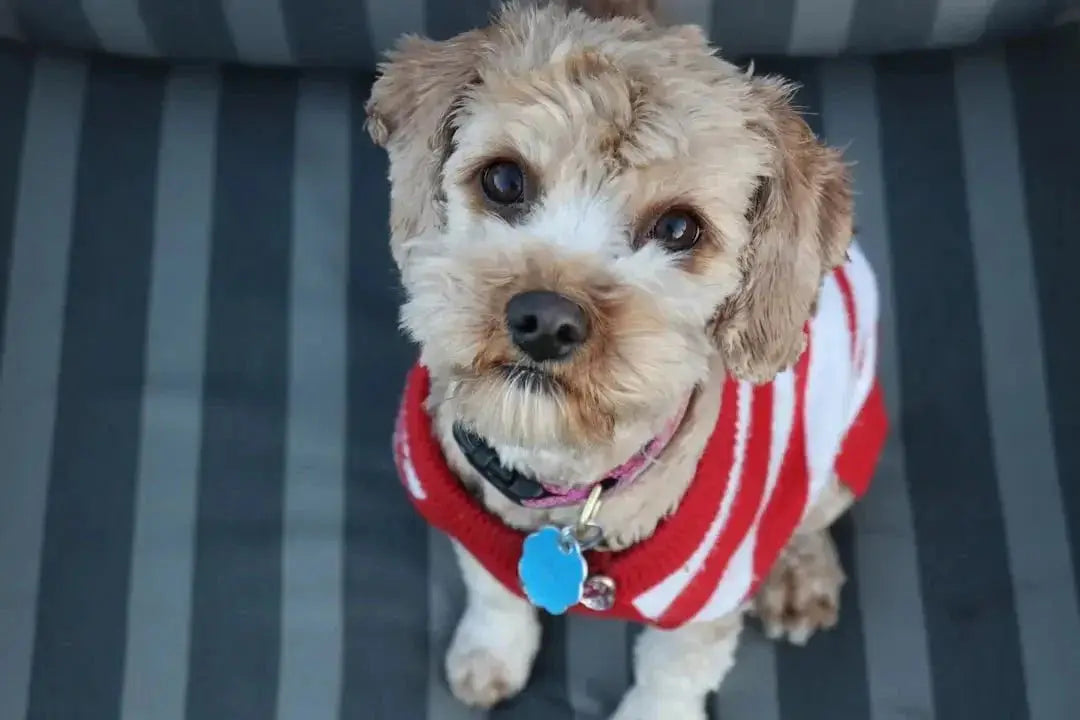 Dog Sweaters: A Must-Have for Winter Adventures - Talis Us