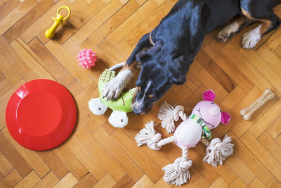 Why Dog Chew Toys are an Essential Part of Your Pet’s Life