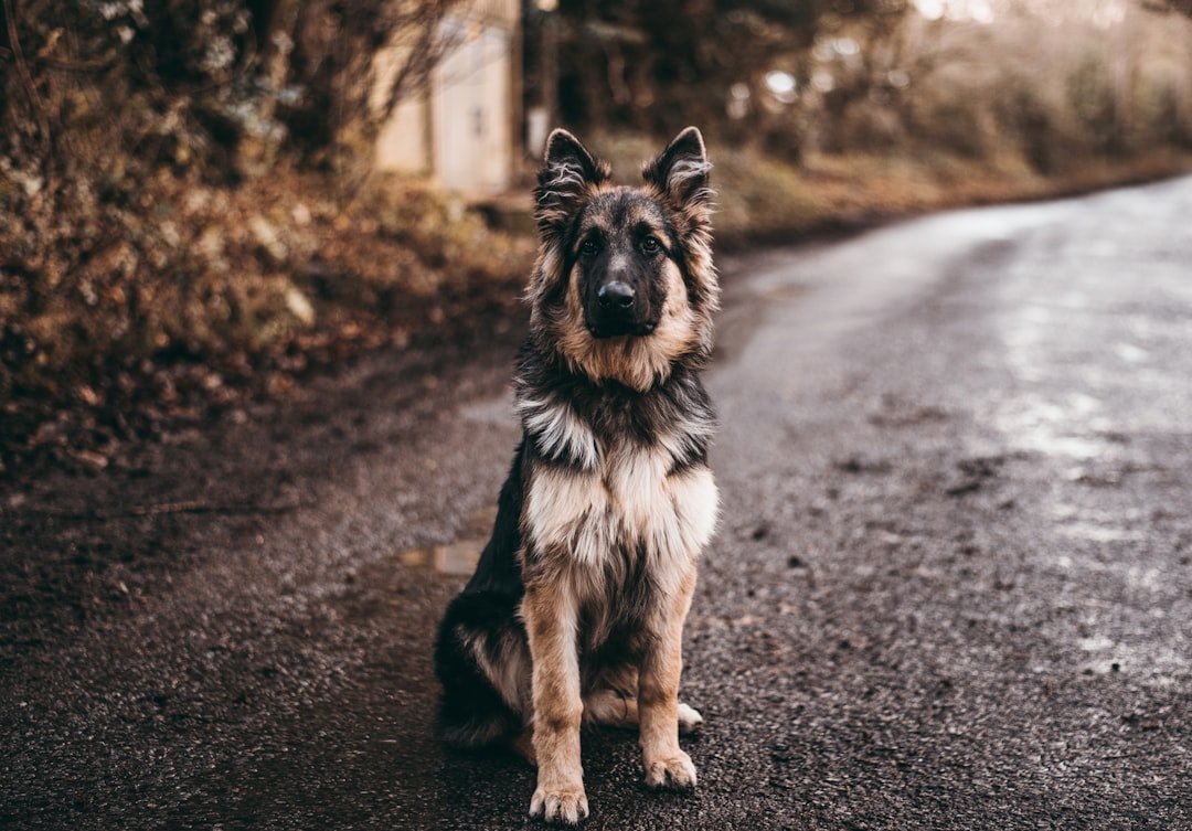 Dog Vitamins and Supplements for Optimal Health - Talis Us