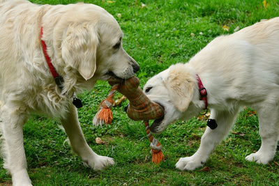 Why Do Dogs Love Squeaky Toys?