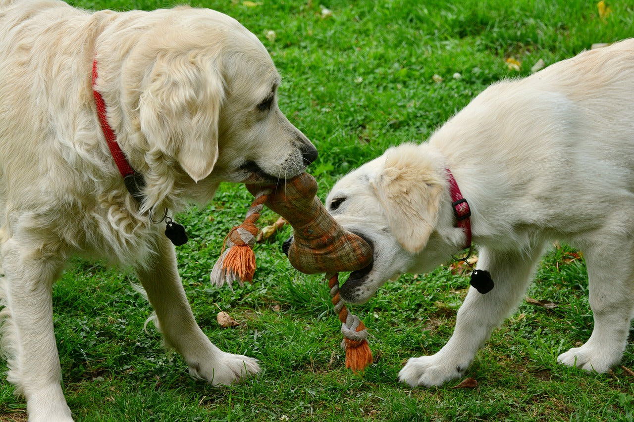 Keeping Fido Safe and Happy: Tips on How to Clean Dog Toys