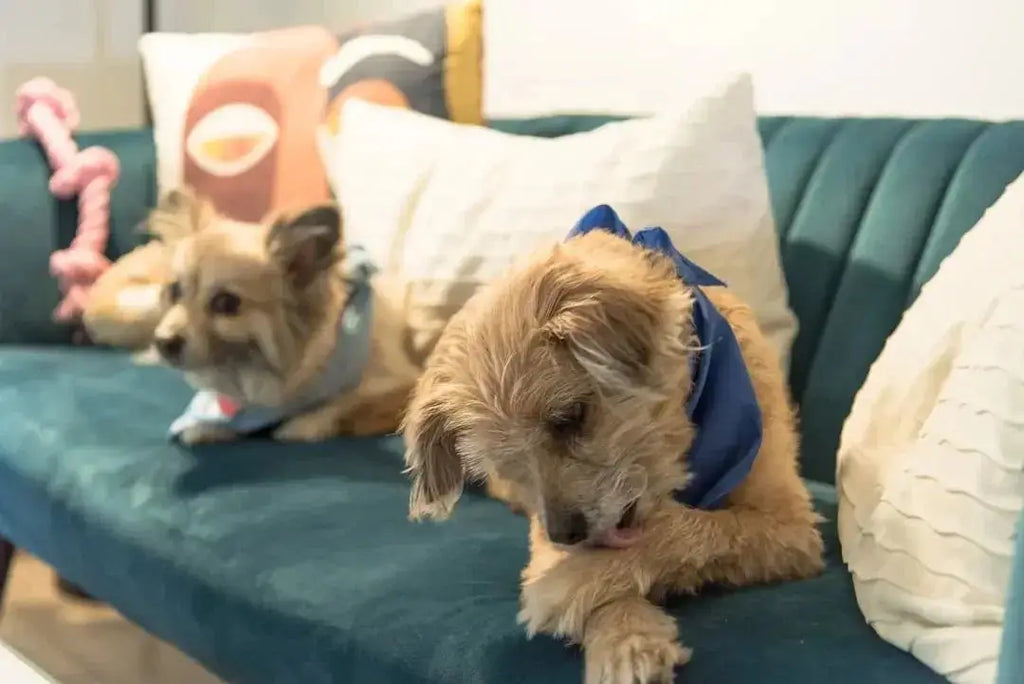 Why do dogs lick their paws - Talis Us