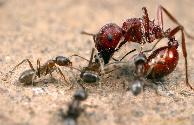 Ants as Pets
