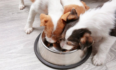   Is wet canned food better for dogs?
